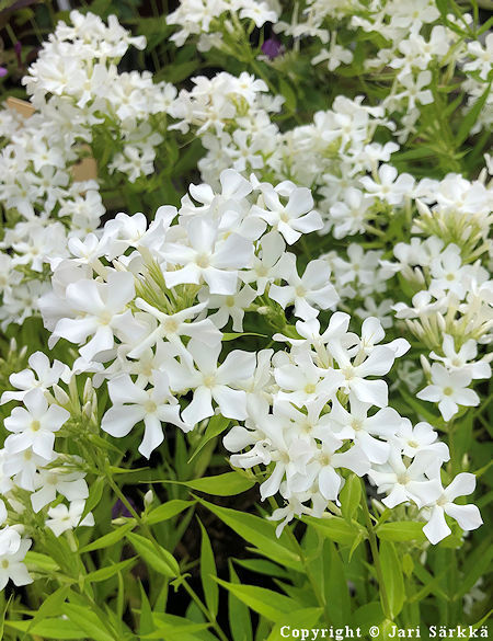 Phlox paniculata 'Early White', syysleimu